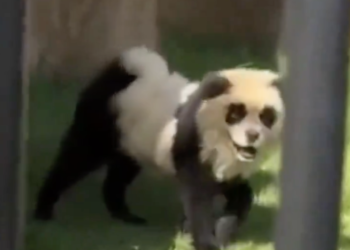China Zoo Admits to Painting Dogs to Look Like Pandas